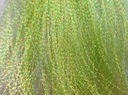 Krystal Flash Flashabou PEARL OLIVE /1020