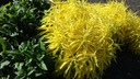 Nawłoć 'Hiddigeigei' sadzonka Kolor kwiatów żółty