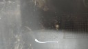 RENAULT SCENIC III LIFT 12- CACHE AVANT PARE-CHOCS SUPPORT NUMÉROSphoto 8