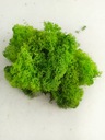 Мох светло-зеленый, очищенный, 50г.