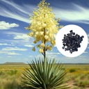 Mrazuvzdorná Juka -40°C Yucca Glauca pre záhrady Juka Strieborná 5 semien