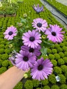 Stokrotka Afrykańska Fioletowa Osteospermum