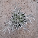 Декоративная рассада Helichrysum Stoechas для сада Рассада в горшке