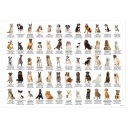 Настольный коврик для собак, двухсторонний детский коврик.