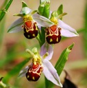 пчелиная орхидея - семена