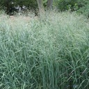 Proso rózgowate Prairie Sky - Panicum virgatum