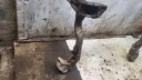 ПІДРАМНИК ПЕРЕДНЯ AUDI A4 (8D2, B5) 8T0399315 2.7L ДИЗЕЛЬ 2009  (18910073351) фото min 7
