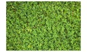 Mikroďatelina do 500g Ďatelina Jemnolistá Dekoratívna Semená Odolná Charakteristické vlastnosti náročné na slnko nenáročné na starostlivosť vhodné pre domáce zvieratá