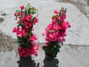 Бугенвиллия розовая епископская окраска с цветками С2