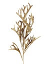 GAŁĄZKA SZTUCZNA PIK ROGI OZDOBNA ZŁOTA JASNA BROKAT GLAMOUR STROIK