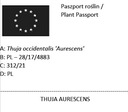 THUA AURESCENS THUJA WESTERN TRUTH RARITY P9