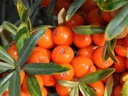Rakytník rešetliakový Ovocie plné vitamínov Sadenice Výrobca inna