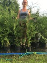 Tuja thuja Brabant żywopłot 1 gat do 175cm gęsty Roślina w postaci sadzonka w pojemniku 3-5l