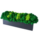 Хроботек в деревянном горшке, 30 см, МАТТОВЫЙ ЧЕРНЫЙ