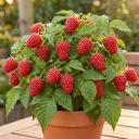 Malinotruskawka PYSZNE OWOCE (Rubus illecebrosus) – SADZONKI P9