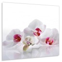 Панно из закаленного стекла 60х70 Белые орхидеи