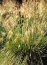 WYPRZEDAŻ!!! Ostnica olbrzymia Stipa gigantea -duże sadzonki 1,5l ...