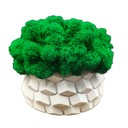 Вазон с мхом хроботек CHROBOTEK MOSS в белом горшке, 3D печать