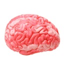 1x пластиковый мозг