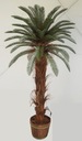 Пальма Саговник Саговник Cycas Revoluta 2м