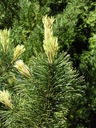 DEKORACYJNA Sosna górska 'Pal Maleter' Roślina w postaci sadzonka w pojemniku 2-3l