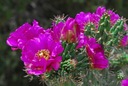 KAKTUS MRAZUVZDORNÝ CYLINDROPUNTIA IMBRICATA 3NASI Značka DobreNasiona.pl