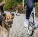 Trixie Zestaw rowerowy smycz z uchwytem dla psa Kolor czarny srebrny