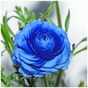 Луковицы JASKIER Ranunculus Blue 10 шт + БЕСПЛАТНО.
