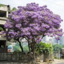 Semená stromu Bonsai cisárska paulownia Druh Okrasný strom
