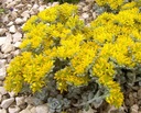 Rozchodník SEDUCTION YELLOW DELICAT žlté kvety Latinský názov sedum spectabile