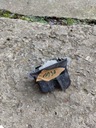 ЗАМОК ЗАДНЕЙ КРЫШКИ БАГАЖНИКА 1P0827505C 1P9827645 SEAT LEON II