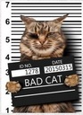 TERMO NAKLEJKA APLIKACJA NAPRASOWANKA-cat-kot