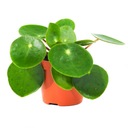 Pilea peperomioides - roślina PIENIĄŻEK rozmiar S, idealna do domu