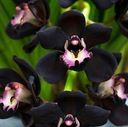 черная орхидея - семена