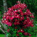 Клематис крупноцветковый НИОБЕ с крупными темно-красными цветками.