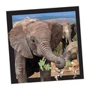 3D ОТКРЫТКА СЛОНА