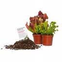 Специализированный субстрат для мухоловок и черных ловцов.