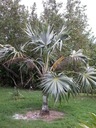 Exotické semená Palmy pre záhradu Palma Morissa Leucothrinax morrisii Značka Inspiruj