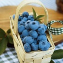 Голубика BLUECROP BEST FRUITS уже, рассада в горшке FRUIT