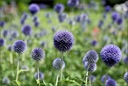 PREHRIATIE GUĽOVITÉ ECHINOPS SPHEROCEPHALUS 20 NAŠE Hmotnosť 1 g