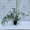 Buddleja NANHO BLUE Wysokość sadzonki 20-30 cm