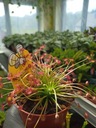 Drosera Rotundifolia — насекомоядная росянка с круглыми листьями, поедающая мух.