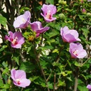 Záhradný ibištek Ružový KETMIA SÝRSKY Čínska ruža Sadenice 1L Druh rastliny Iný