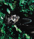 Taco Hemingway YOUNG HEMS 1 CD АВТОГРАФ УДАЧА