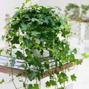 Hedera Wonder Ivy Beautiful GREEN CREEPER