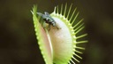 Набор для выращивания венериной мухоловки Dionaea Muscipula