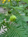 Drevená ruža (Desmanthus Illinoensis) Semená Charakteristické vlastnosti náročné na slnko nenáročné na starostlivosť vhodné pre domáce zvieratá zriedkavé