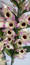 Dendrobium nobile storczyk 4