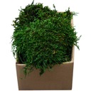 Mech Płaski PREMIUM Natural Green Karton 75g