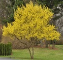 DRIEŇ JEDLÝ (CORNUS MAS) NA TINKTÚRY 20 SEMIEN